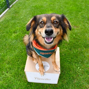 Uśmiechnięty pies leżacy na trawie