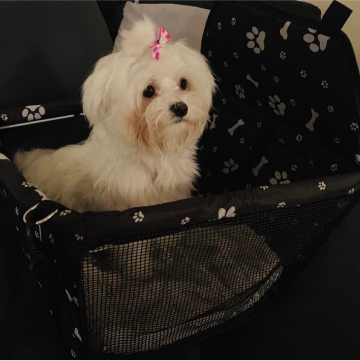 Smutny piesek, zanim zaczął jeść karmę Piesotto