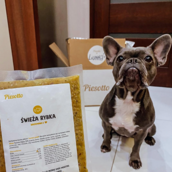 Pies patrzący na jedzenie